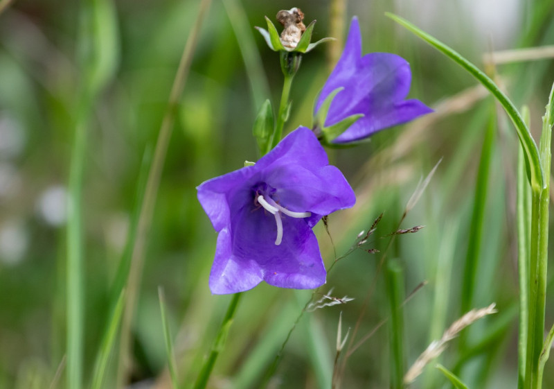 Prachtklokje-Campanula persicifolia-Tuinplant-Zonnige plek-Inheemse plant-Eetbaar-Bloemen